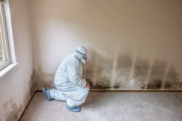 Best Attic Mold Removal  in Annandale, MN